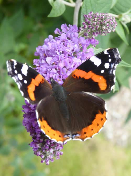 Red Admiral butterfly on a buddleia 