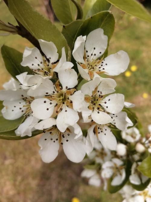 Pear tree planted this year for pollinators