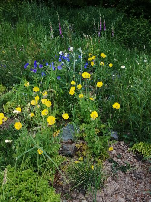 Local public pollinator patch