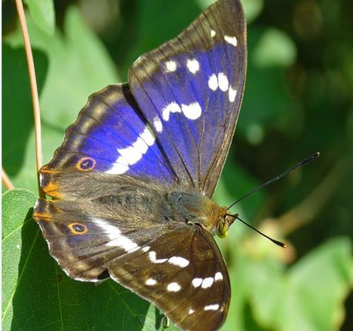 Purple Emperor Butterfly