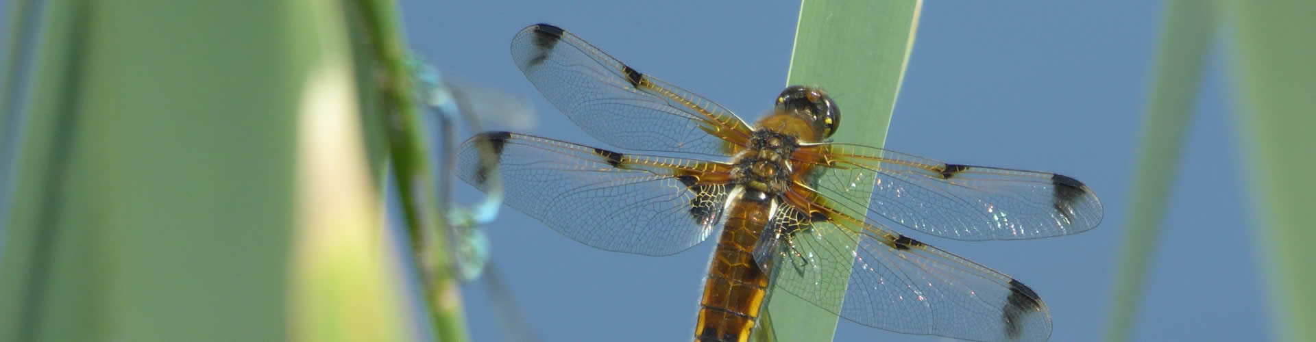 Four-spotted catcher dragonfly