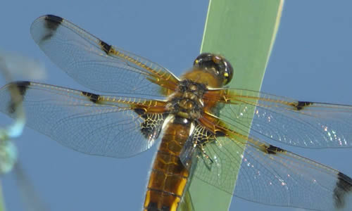 Four-spotted catcher dragonfly